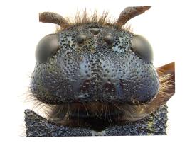   Sirex californicus  female head; photo by H. Goulet, CNC 
